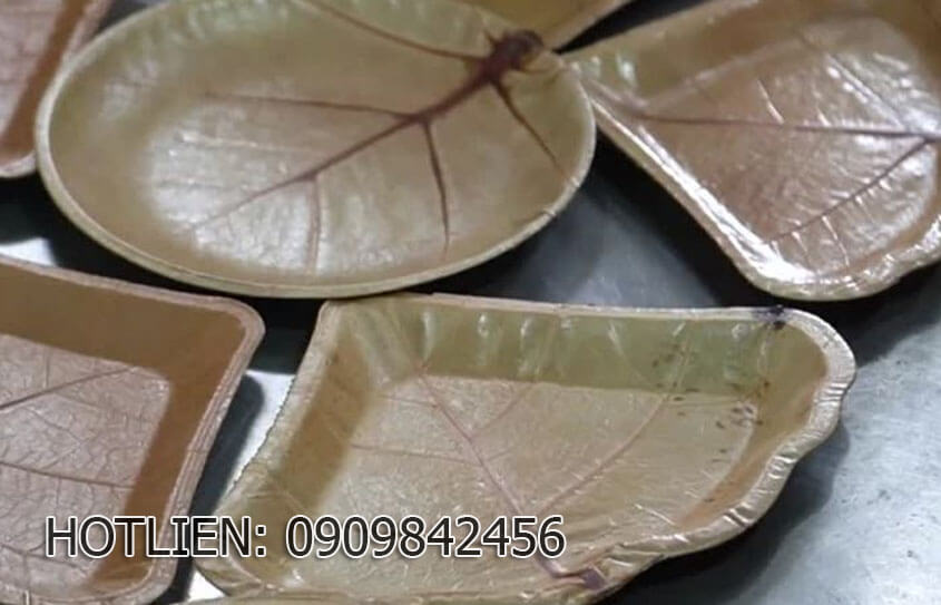 Quy trình ép lá bàng biển tạo ra chén, dĩa